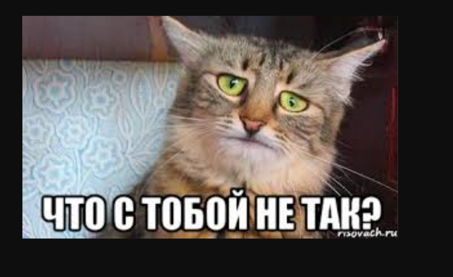 Кот дурачок