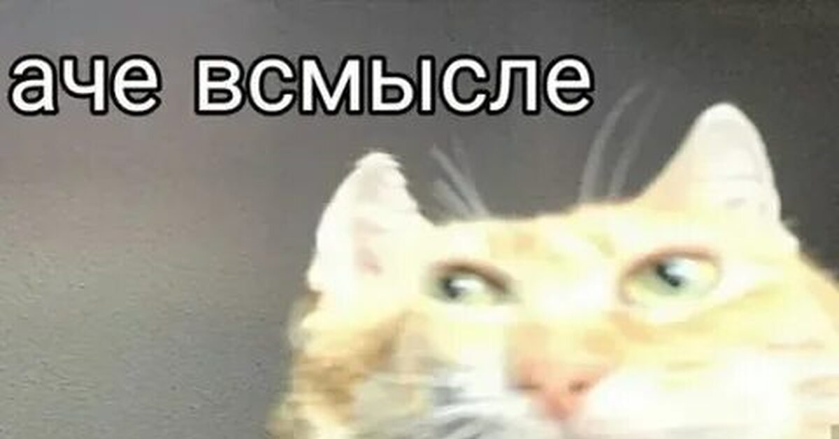 Мем с котом че