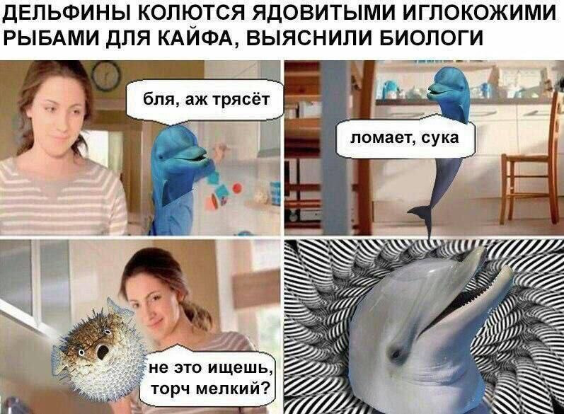 Я хочу быть как эти дельфины мем