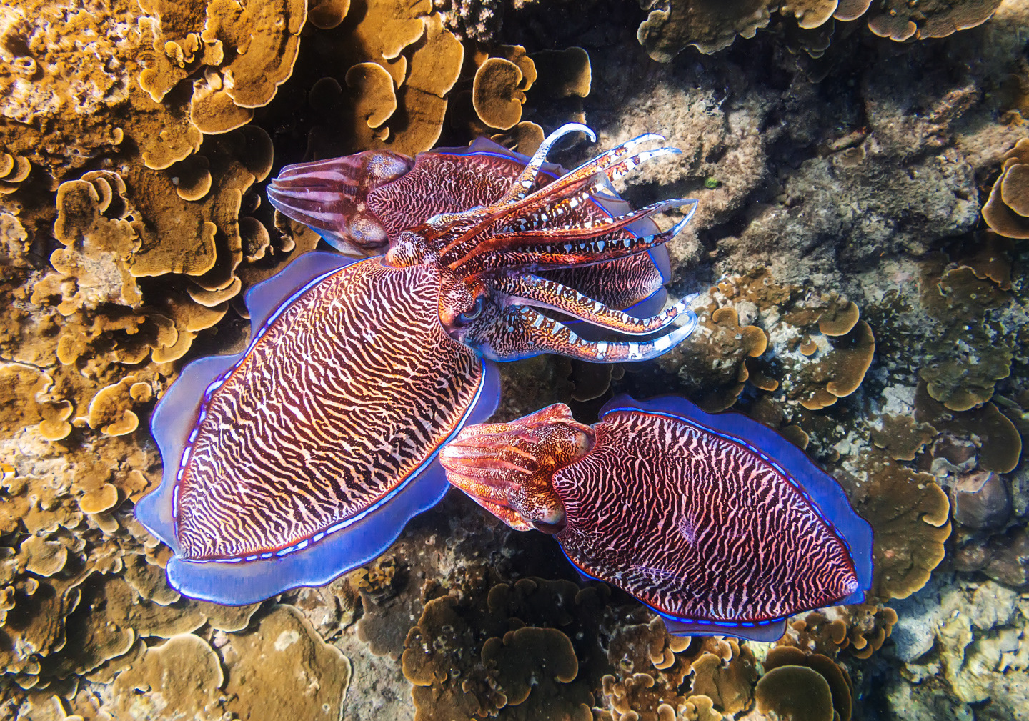 Cosmic Cuttlefish