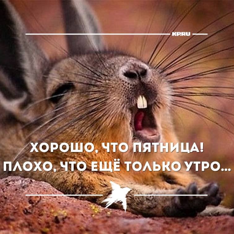 Открытку, с добрым днем картинки прикольные смешные с надписями пятница
