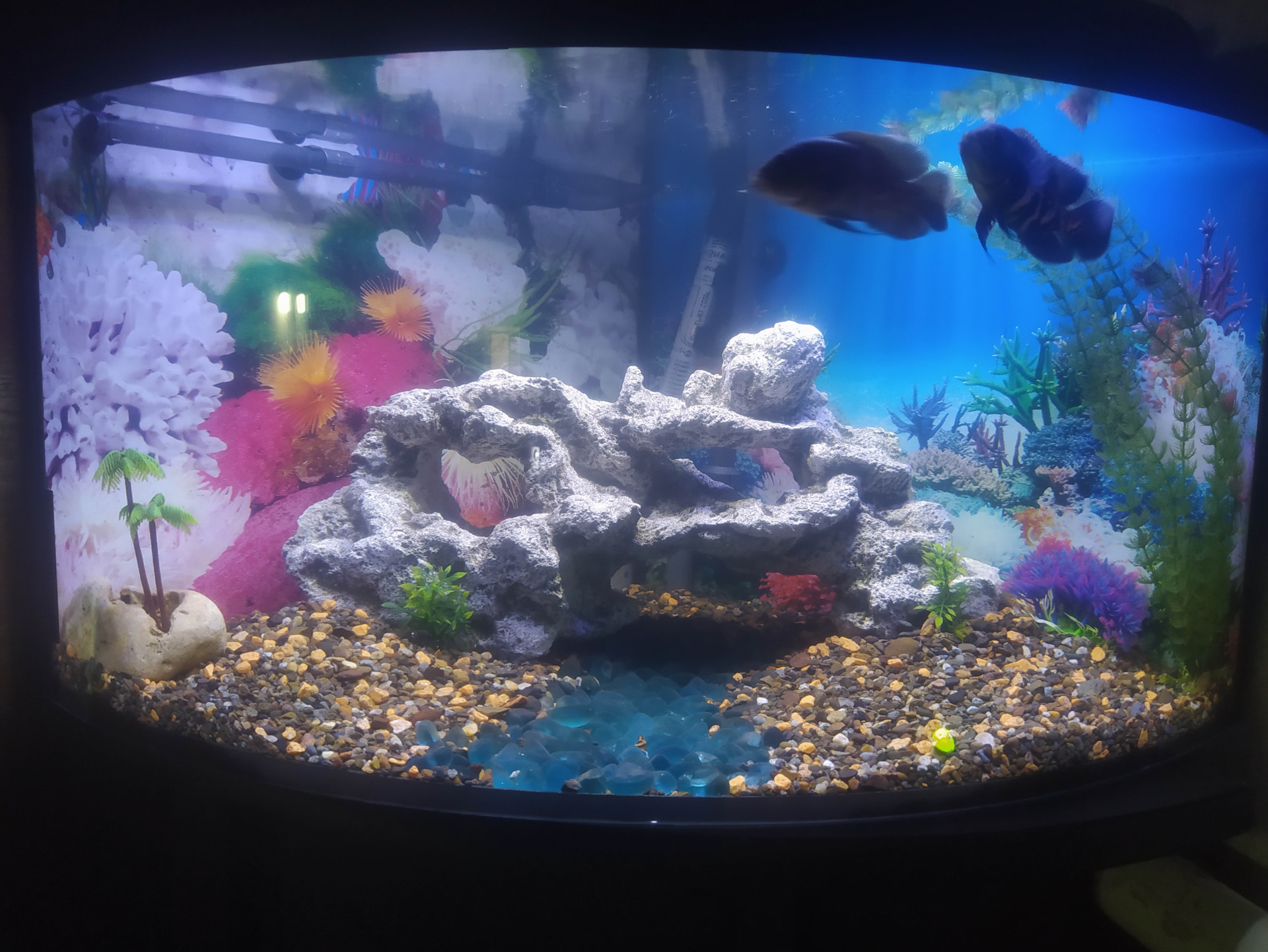 Делаем полностью автоматизированный АКВАРИУМ. — DRIVE2