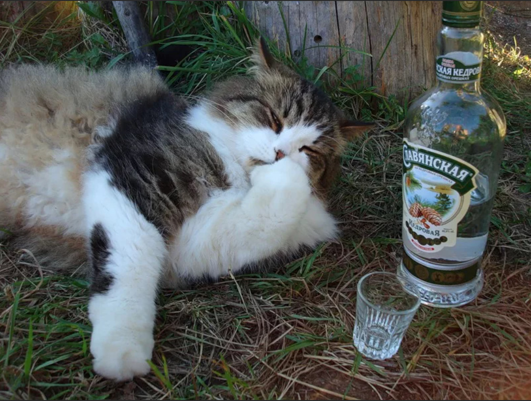 Бросил пить. Напиться малым. Прикольные стаканы. Бокалы с приколами. Открытки с бодуна прикольные.