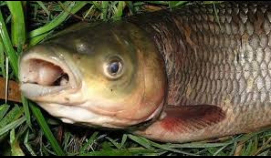 Глоточные зубы вырезуба. Глоточные зубы карповых. Глоточные зубы белого амура. Глоточные челюсти мурены. Глоточные зубы белого амура.