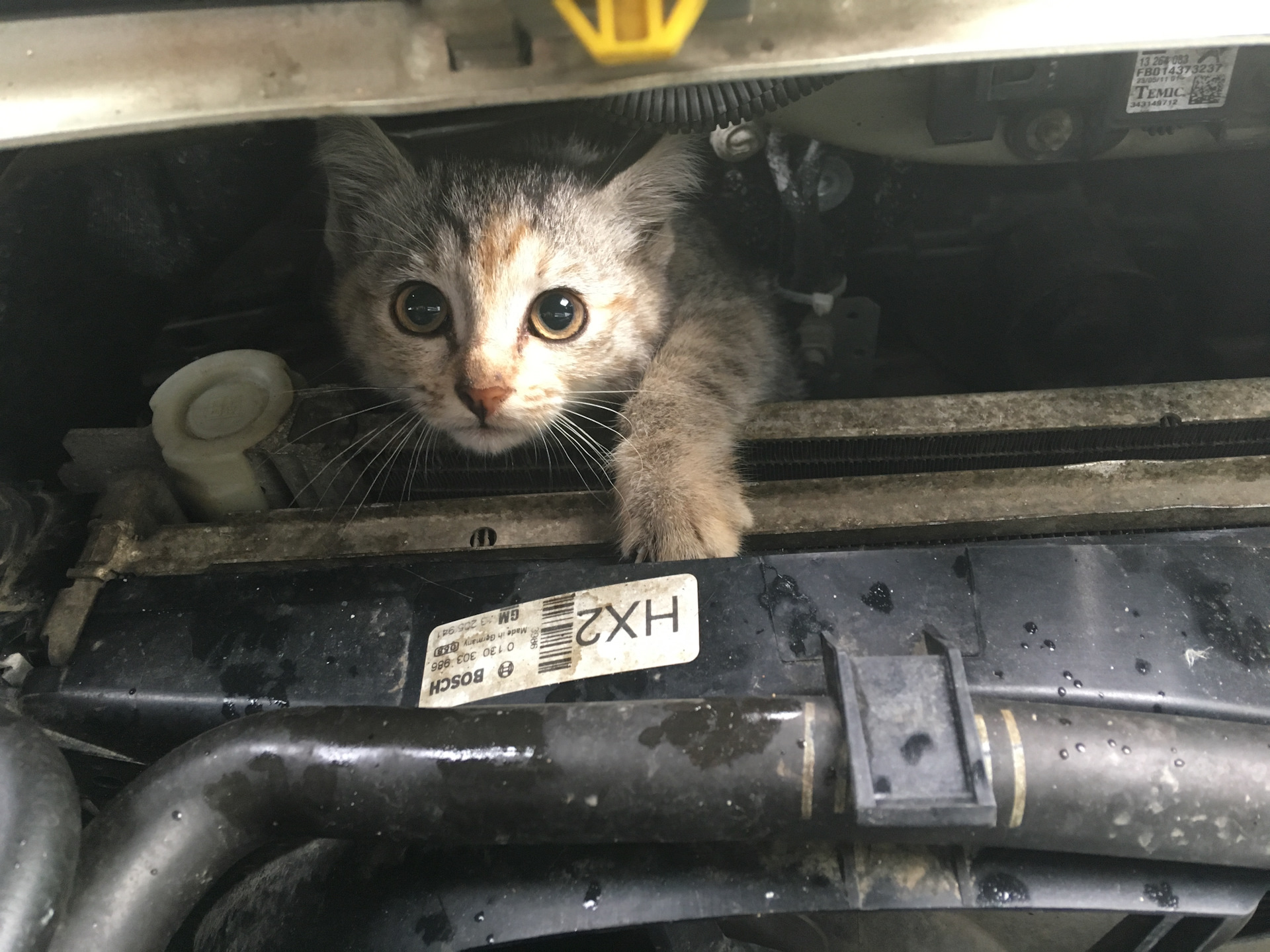 Кошка под капот. Кошка под капотом. Котенок под капотом машины. Котики греются под капотом. Кошка под капотом машины картинки.
