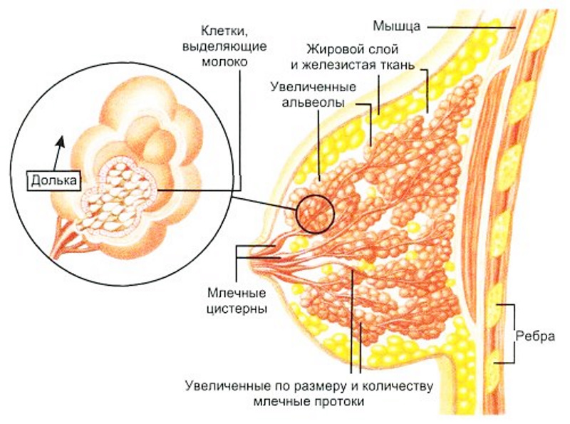 Как выглядит грудь внутри Про воспитание - Сообщество "Мальчики и Девочки" на DRIVE2