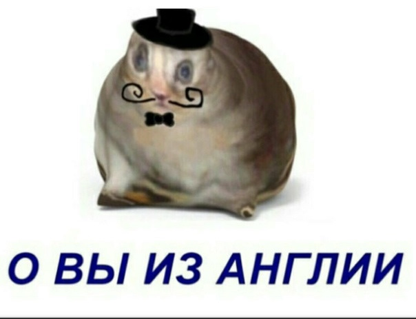 Мем о вы из англии с котом